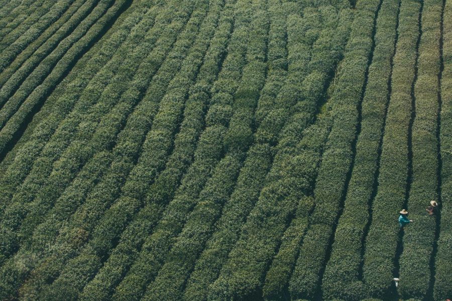 Aerial view of dense curved crop rows with two workers walking between them